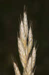 Soft brome